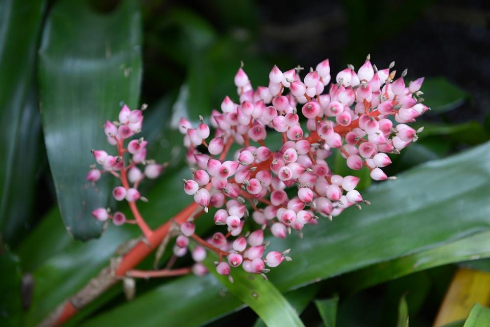 Flowers Plants Nature Bloom Flowers Plants Nature Bloom