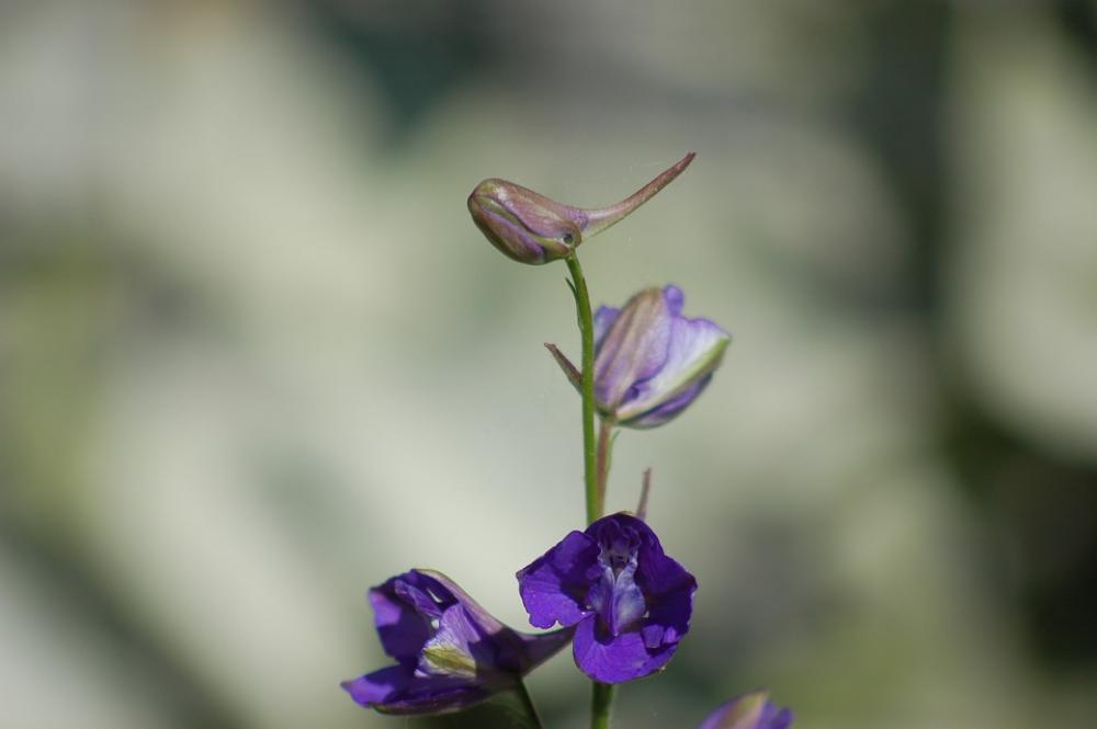 Flowers Bloom Petals Botany Floral Spring Flowers Bloom Petals Botany Floral Spring
