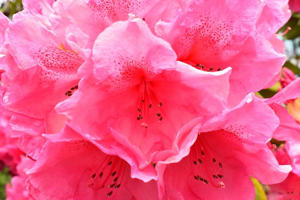 Flowers Garden Pink Nature Plant Roses Spring Flowers Garden Pink Nature Plant Roses Spring