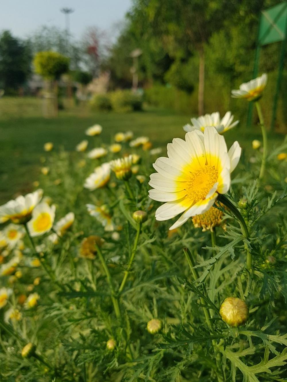 Flowers Agriculture Leafs Plant Organic Natural Flowers Agriculture Leafs Plant Organic Natural