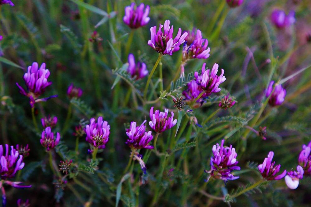 Flowers Spring Purple Nature Beautiful Color Flowers Spring Purple Nature Beautiful Color