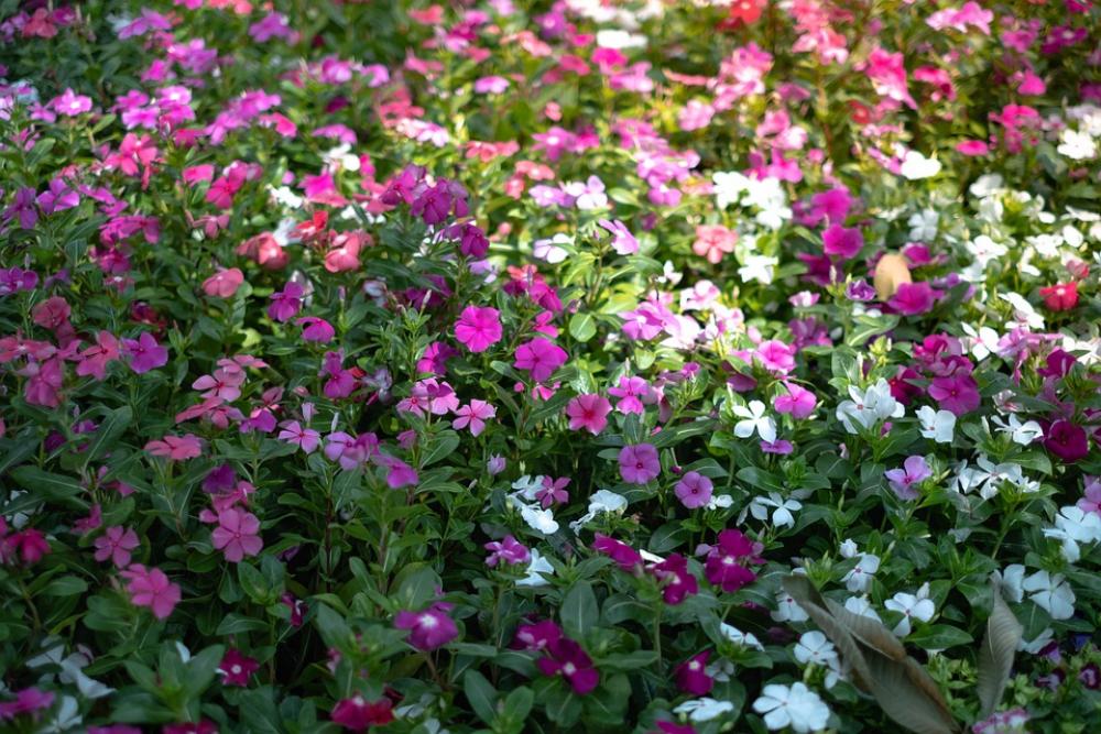 Flowers Morning Nature Light Flowers Morning Nature Light
