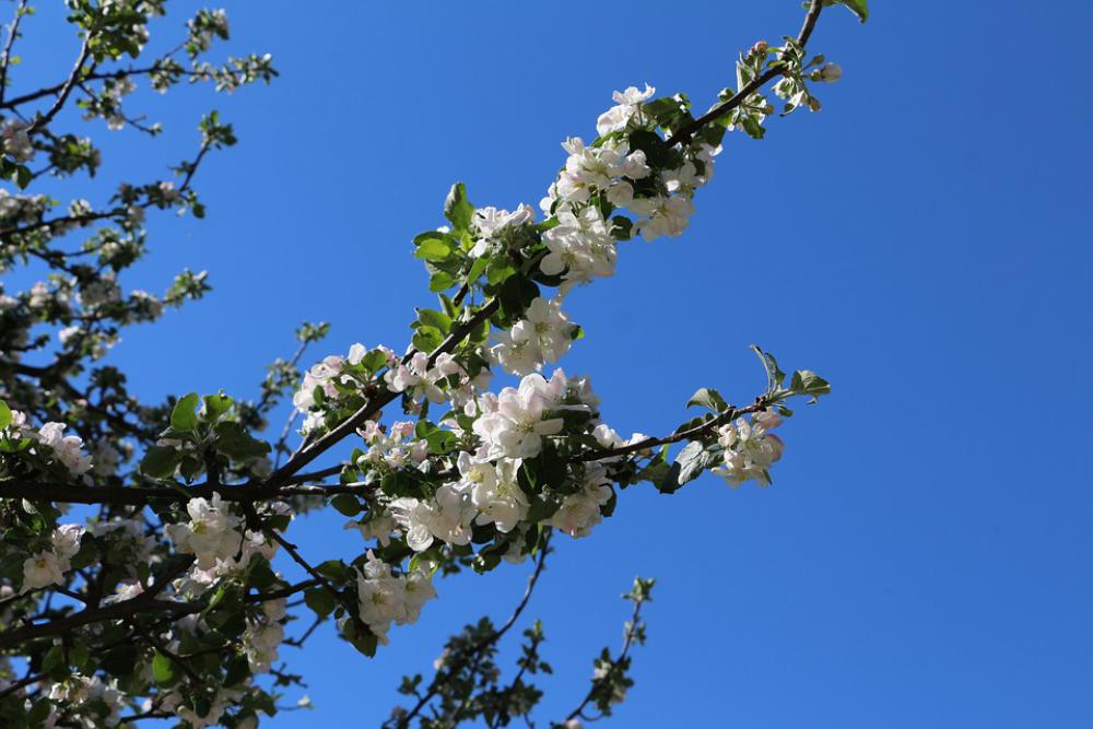 Flowers On The Tree Spring Plant May Nature Branch Flowers On The Tree Spring Plant May Nature Branch