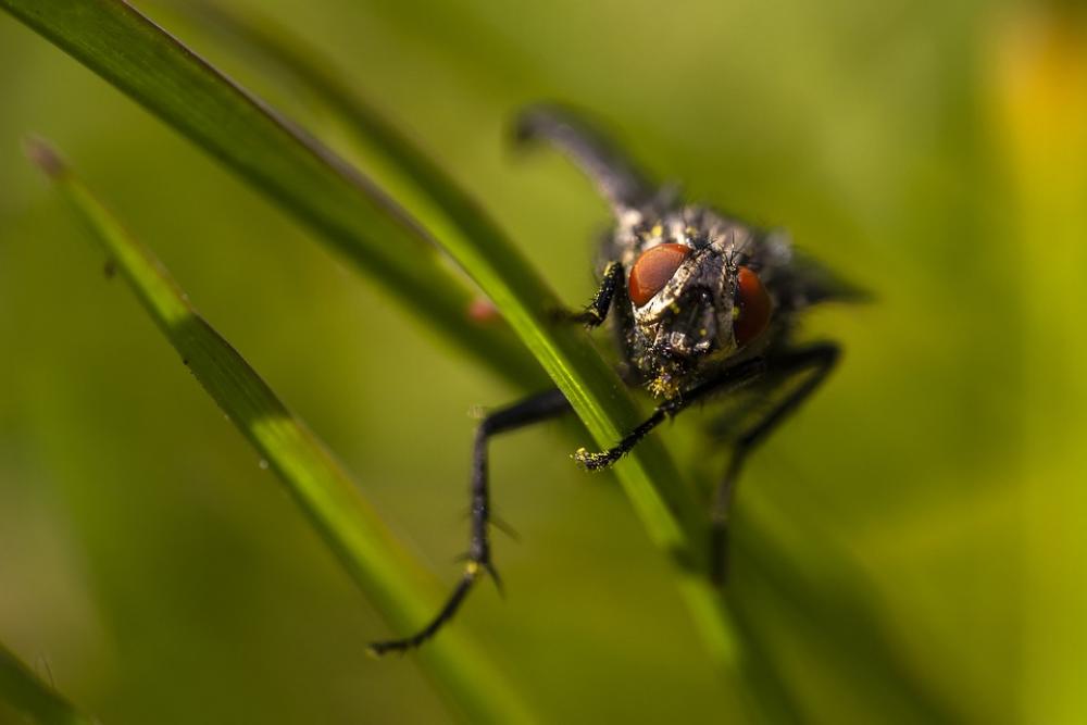 Fly Insect Animal Nature Eyes Head Grass Fly Insect Animal Nature Eyes Head Grass