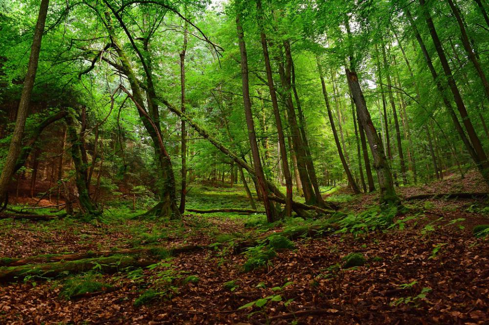 Forest Earth Nature Trees Leaves Green Aesthetic Image Finder