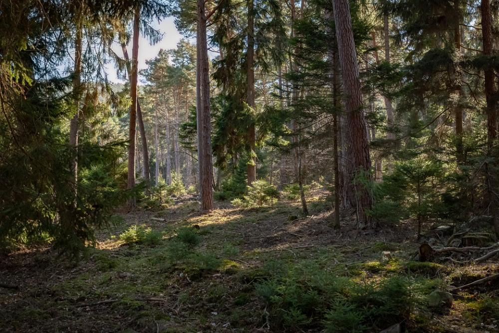 Forest Climate Protection Nature Responsibility Forest Climate Protection Nature Responsibility