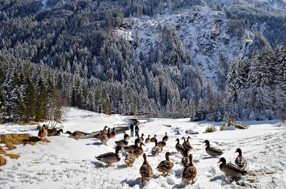 Forest Birds Duck Bird Forests Nature Tree Forest Birds Duck Bird Forests Nature Tree