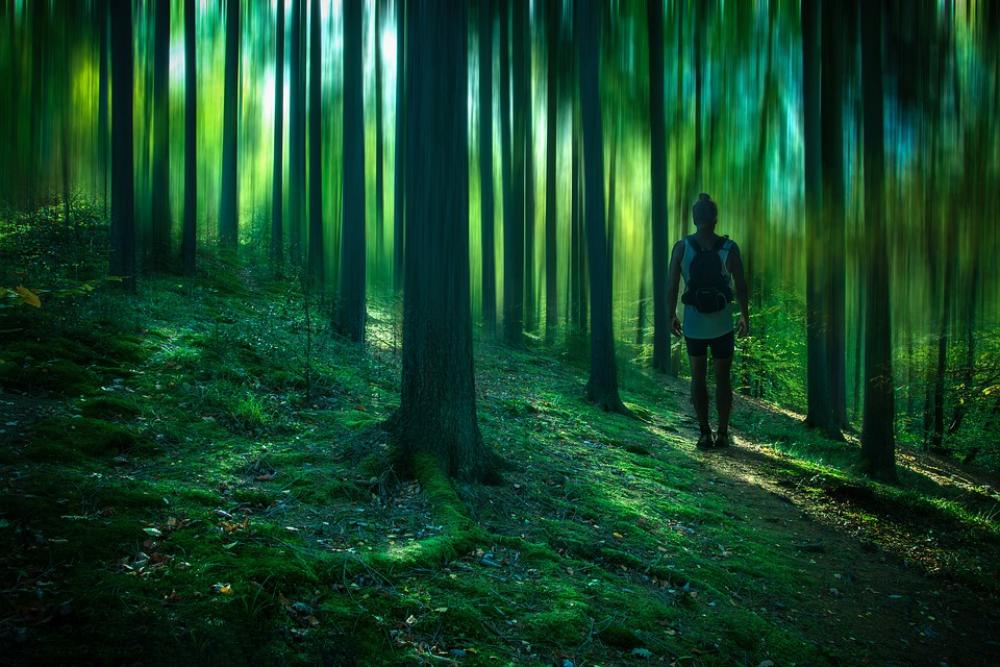 Forest Hiking Nature Landscape Path Trail Mood Forest Hiking Nature Landscape Path Trail Mood