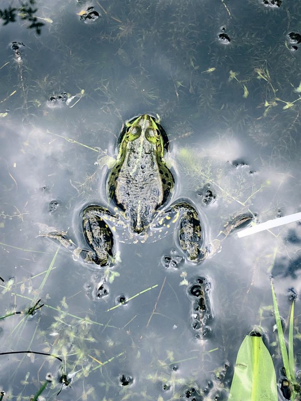 Frog Nature Water Amphibians Animal Toad Green Frog Nature Water Amphibians Animal Toad Green