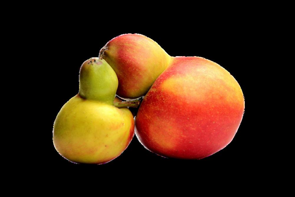 Fruit Apple Food Healthy Vitamins Eat Nutrition Fruit Apple Food Healthy Vitamins Eat Nutrition