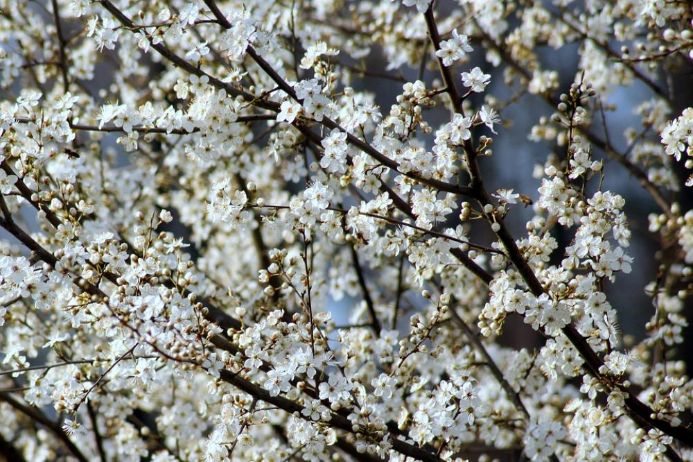Fruit Tree Plum Flowering Spring Branch Nature Fruit Tree Plum Flowering Spring Branch Nature