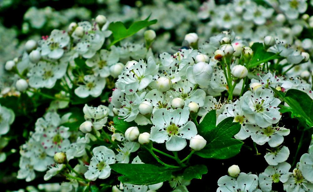 Fruit Tree Flowers Garden Flourishing Spring Fruit Tree Flowers Garden Flourishing Spring