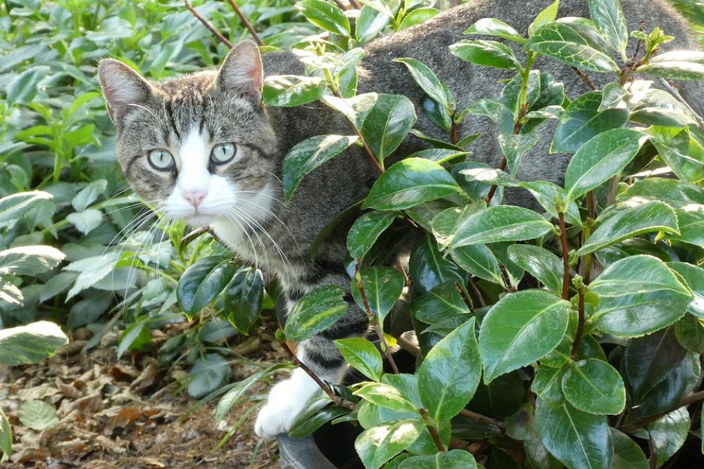 Garden Cat Pet Mammal Animals Garden Cat Pet Mammal Animals