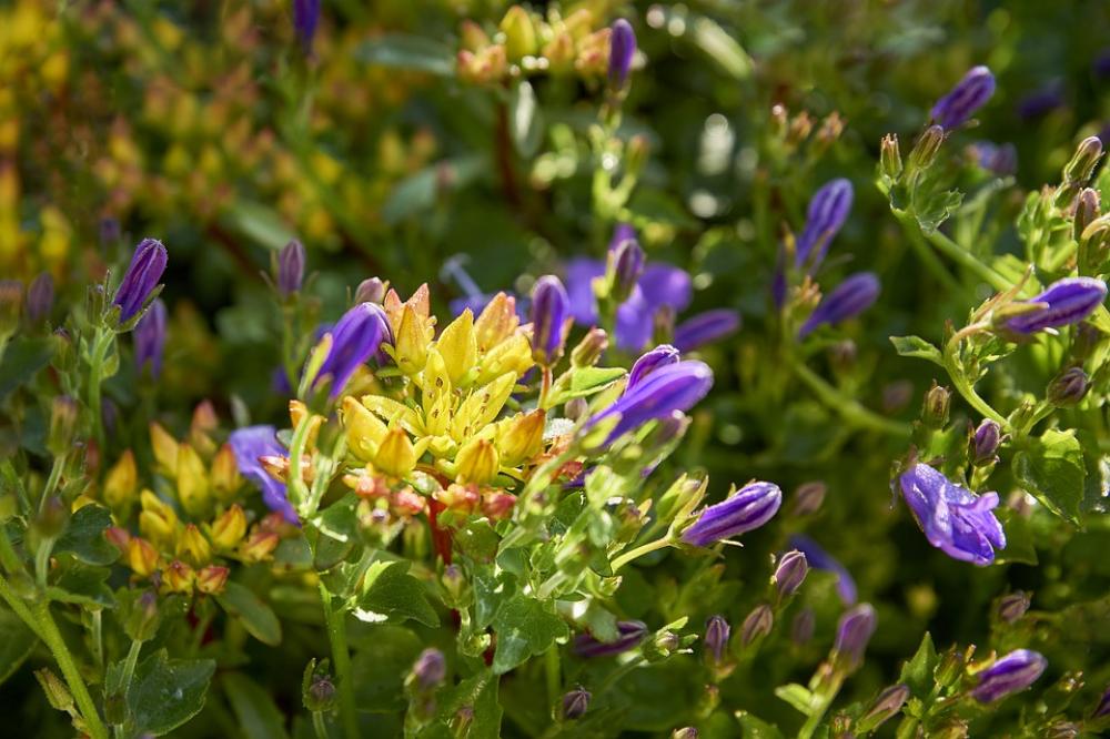 Garden Water Nature Flower Blossom Bloom Bloom Garden Water Nature Flower Blossom Bloom Bloom