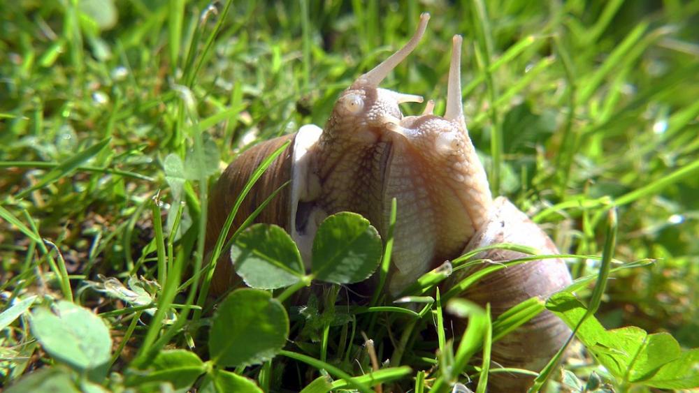 Garden Snails Nature Love Garden Snails Nature Love