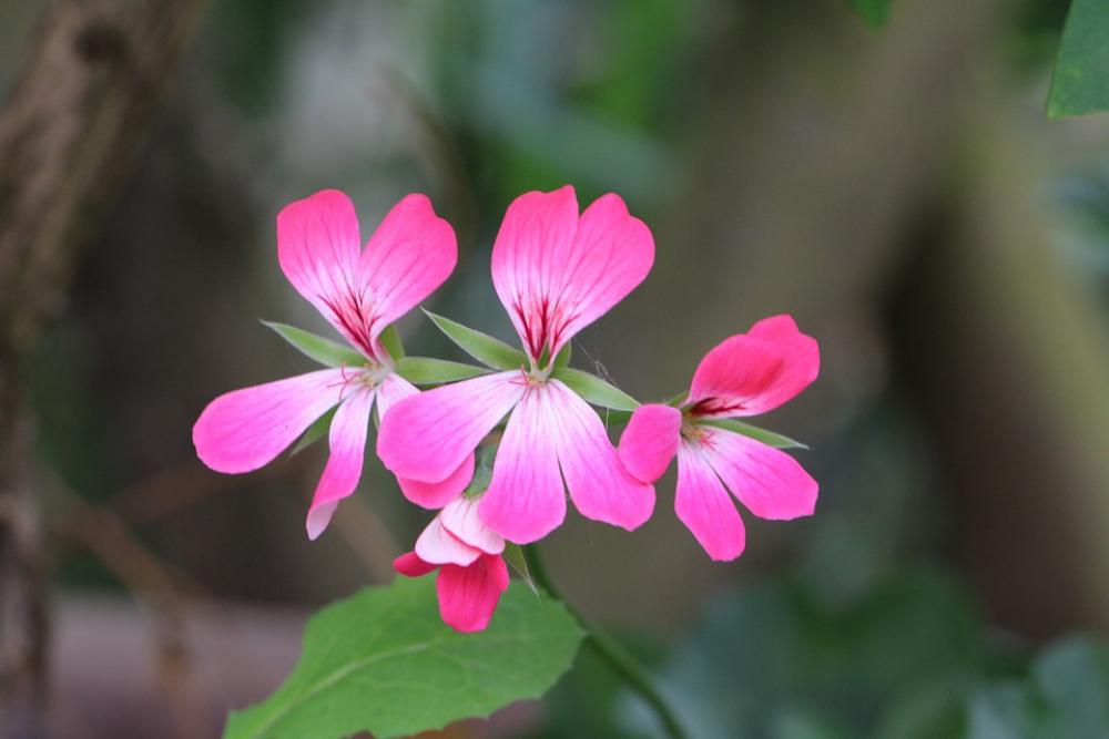 Geranium Flower Pink Spring Summer Pelargonium Geranium Flower Pink Spring Summer Pelargonium