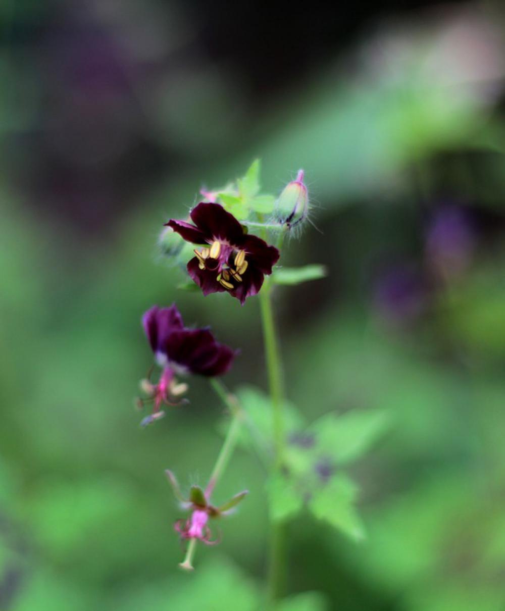 Geranium Phaeum Samobor Pelagonia Purple Flower Geranium Phaeum Samobor Pelagonia Purple Flower