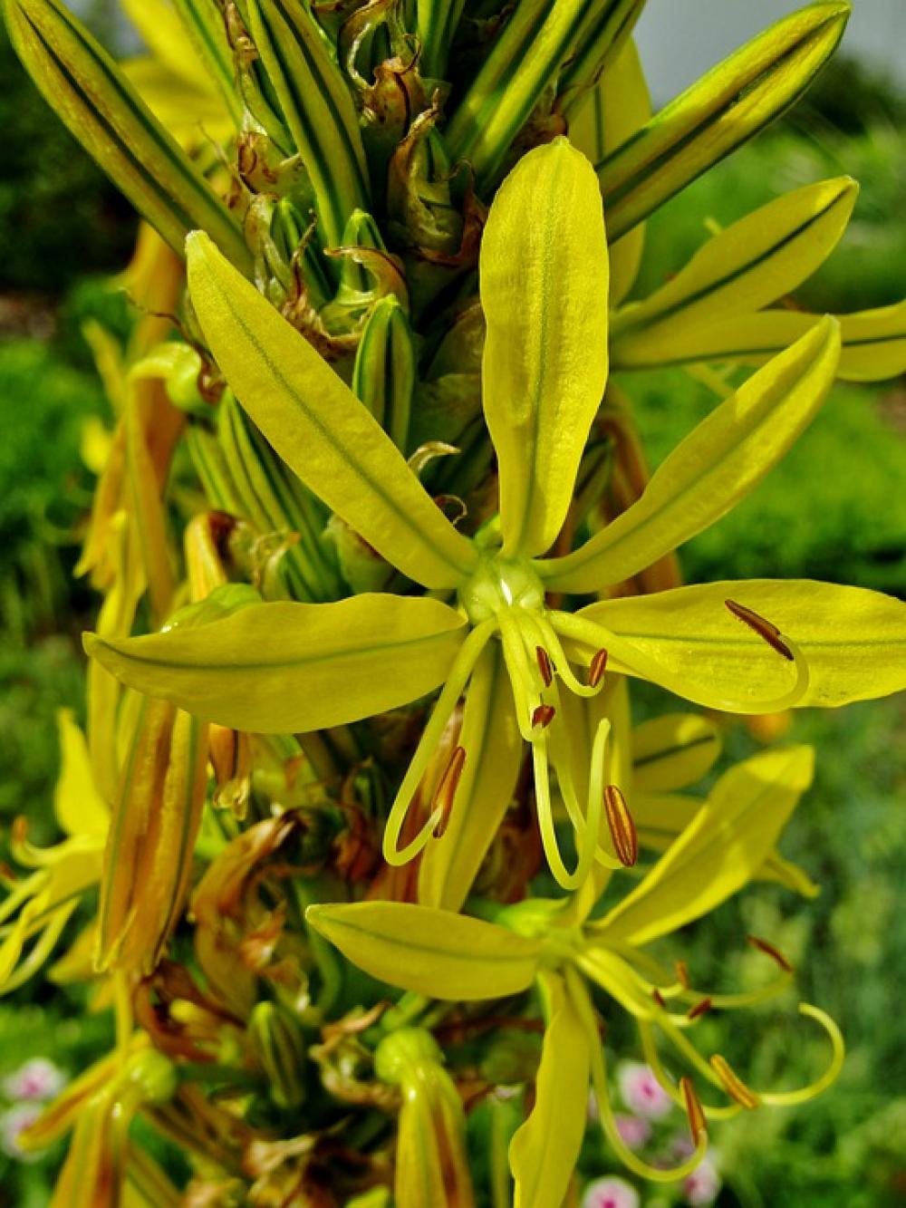 Goldwurz Asphodeline Lutea Junker Lily Goldwurz Asphodeline Lutea Junker Lily