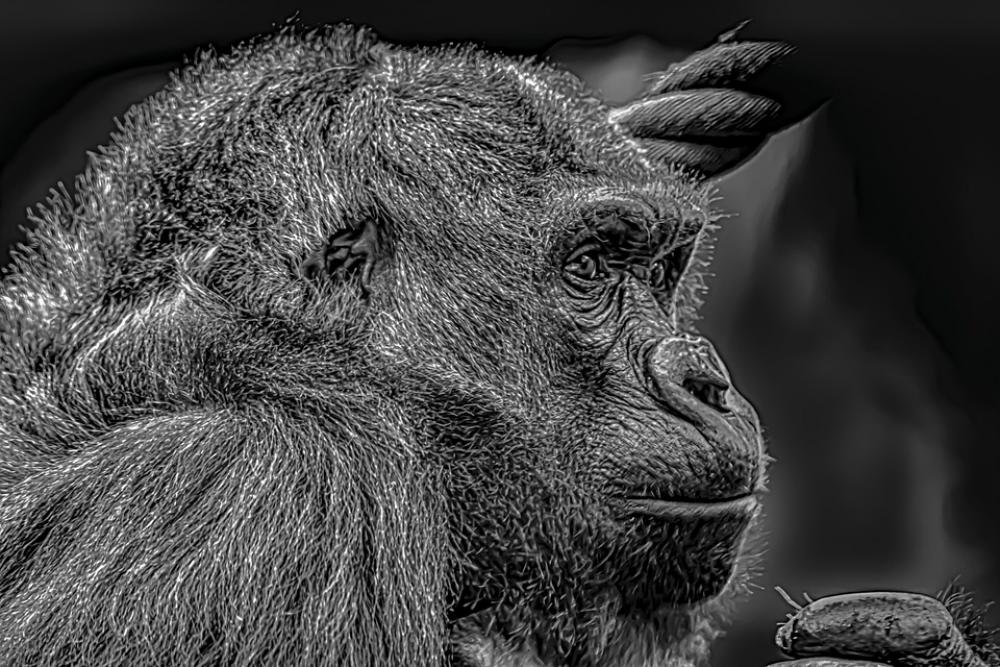 Gorilla Female Melancholic Silverback Nature Gorilla Female Melancholic Silverback Nature