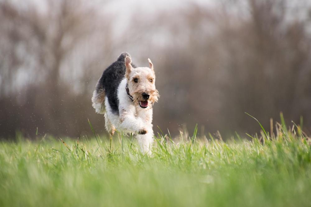 Grass Dog Mammal Animal Nature Terrier Running Grass Dog Mammal Animal Nature Terrier Running