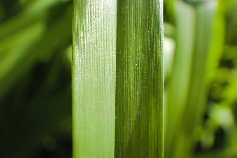 Grass Blade Of Grass Plant Nature Macro Green Grass Blade Of Grass Plant Nature Macro Green