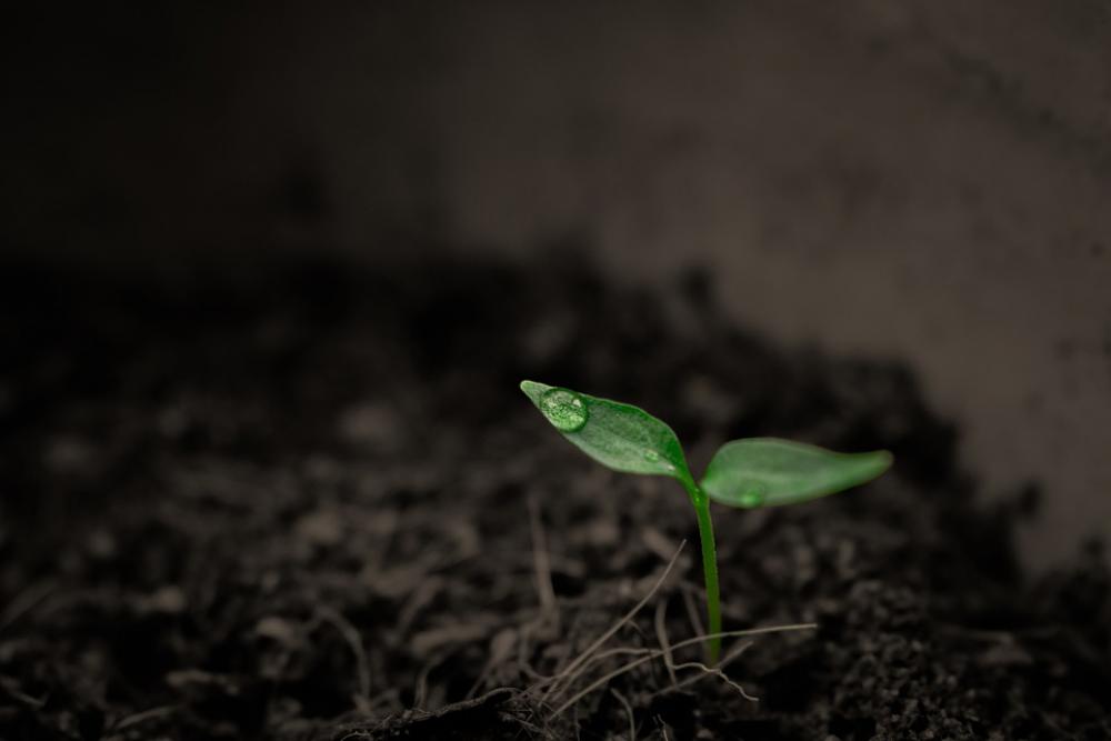 Green Grow Grow Up Plant Rain Single Singular Green Grow Grow Up Plant Rain Single Singular