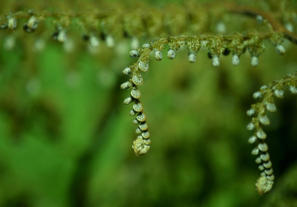 Green Plant Natural Leaf Nature Foliage Garden Green Plant Natural Leaf Nature Foliage Garden