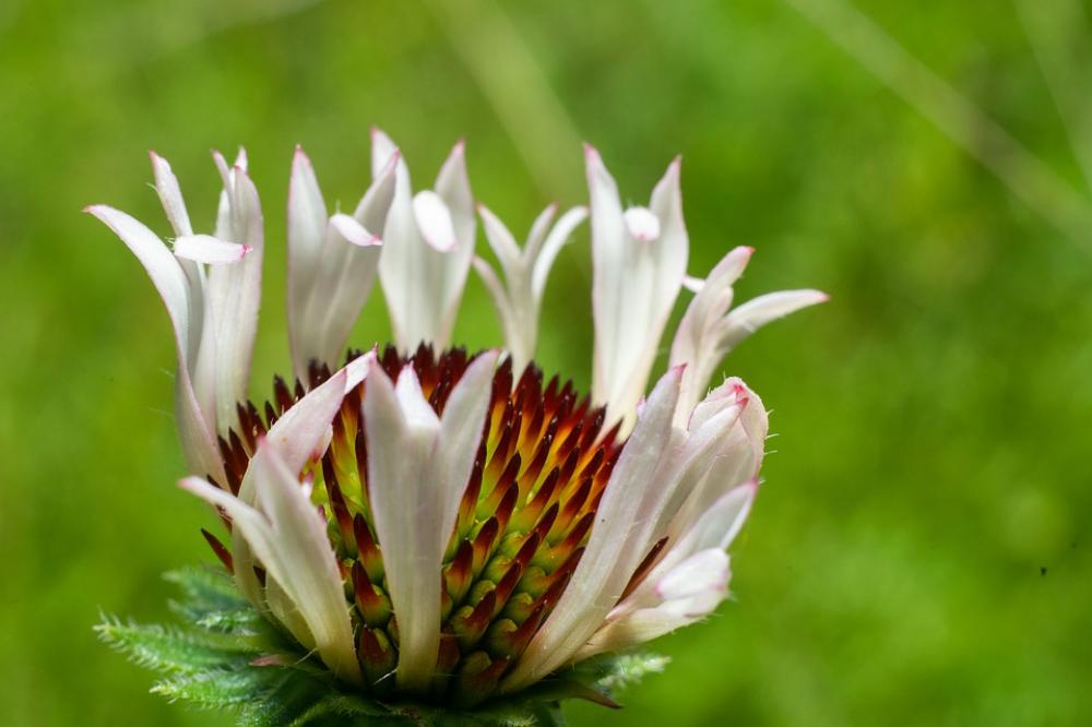 Green Flower Nature Blossom Summer Spring Plant Green Flower Nature Blossom Summer Spring Plant