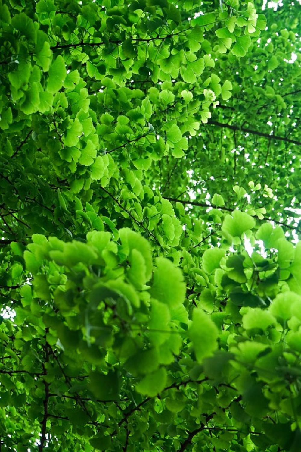 Green Summer Ginkgo Youth Vitality Green Summer Ginkgo Youth Vitality