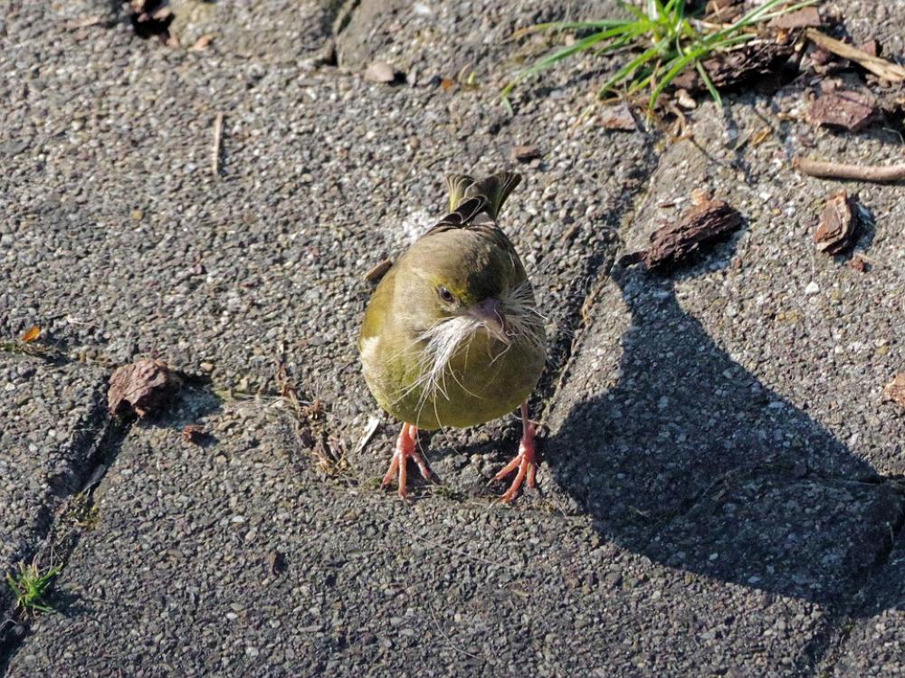 Greenfinch Bird Nature Animal Songbird Garden Greenfinch Bird Nature Animal Songbird Garden