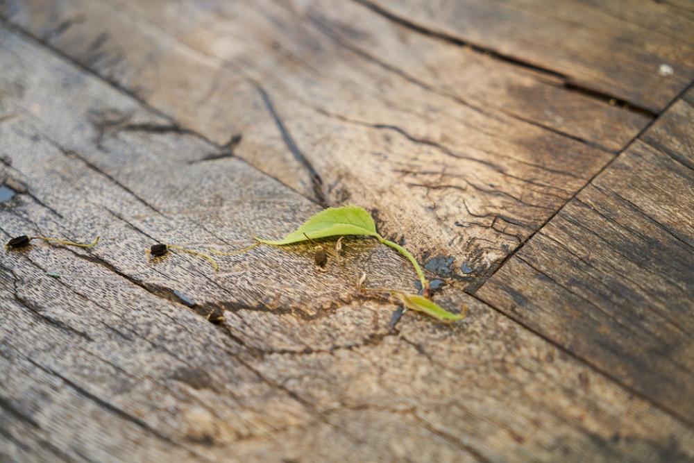 Ground Wood-Fibre Boards Table Texture Wood Ground Wood-Fibre Boards Table Texture Wood
