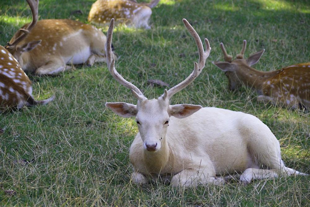 Hirsch Animal White Nature Animal World Antler Hirsch Animal White Nature Animal World Antler