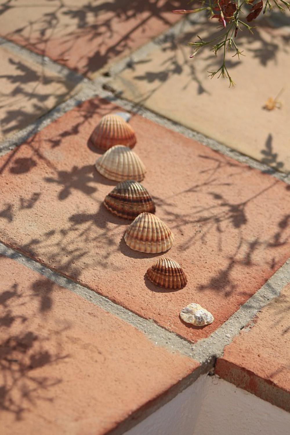 Hiszpania Muszla Lato Spain Shells Summer Nature Hiszpania Muszla Lato Spain Shells Summer Nature