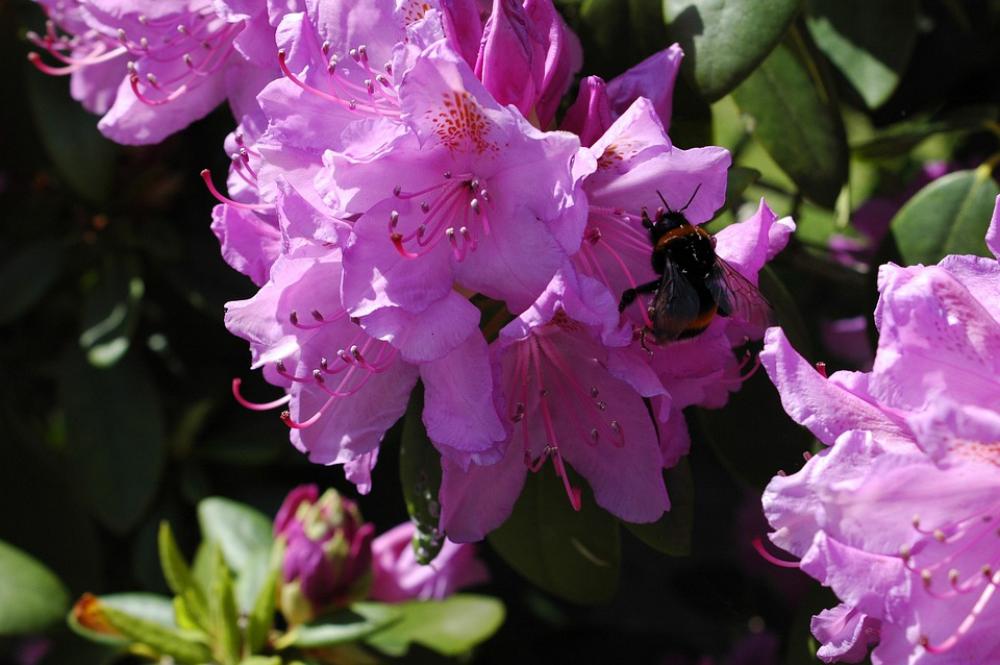Hummel Flower Purple Flowers Pollination Violet Hummel Flower Purple Flowers Pollination Violet