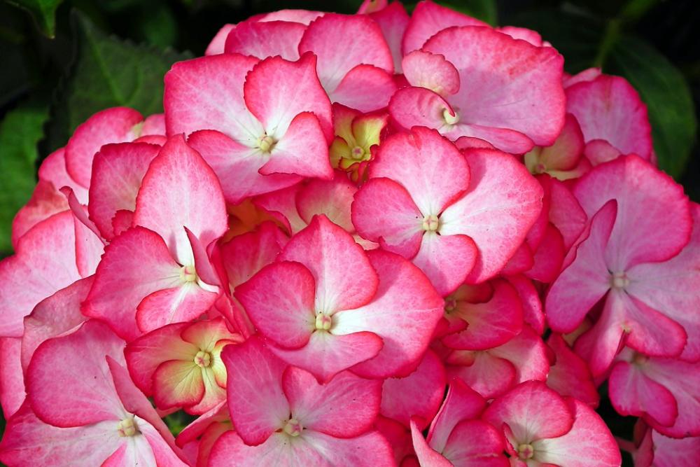 Hydrangea Flower Color Garden Spring Nature Hydrangea Flower Color Garden Spring Nature