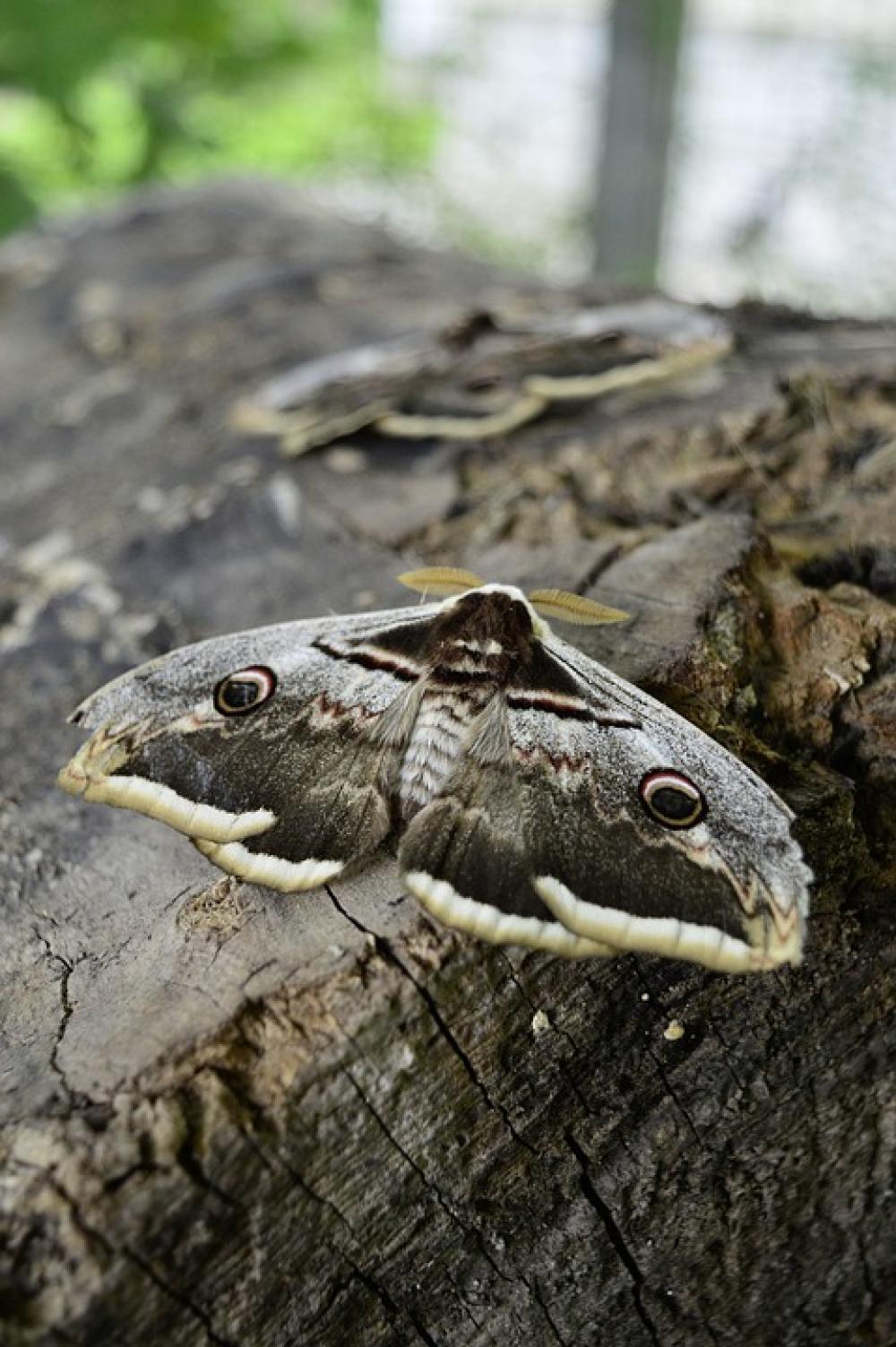 Insect Butterfly Moth Wiener Nachtpfauenauge Nature Insect Butterfly Moth Wiener Nachtpfauenauge Nature