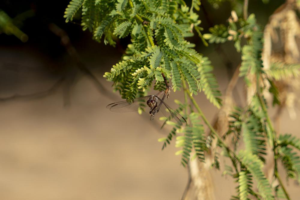 Insects Dragonfly Nature Bug Insects Dragonfly Nature Bug