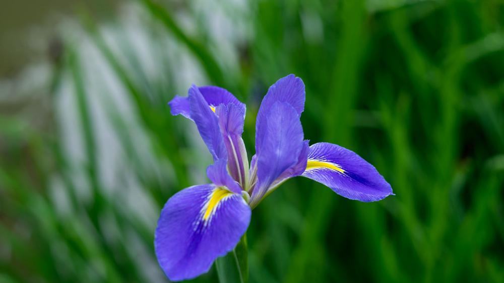 Iris Purple Flower Color Plant Iris Purple Flower Color Plant