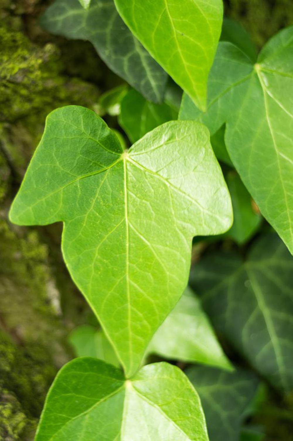 Ivy Creeper Leaf Hedera Green Foliage Spring Ivy Creeper Leaf Hedera Green Foliage Spring