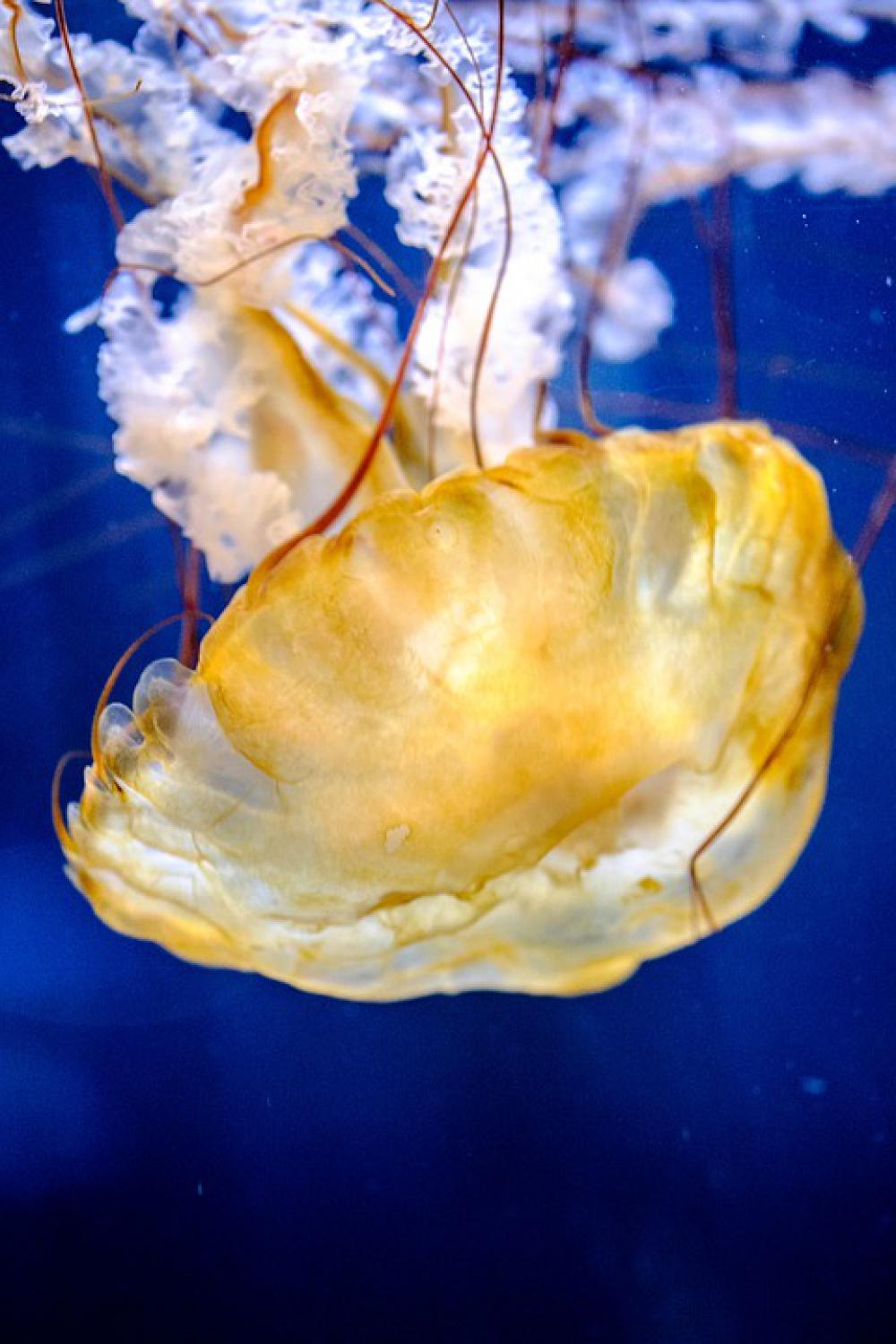 Jellyfish Marine Aquatic Invertebrate Cnidaria Jellyfish Marine Aquatic Invertebrate Cnidaria
