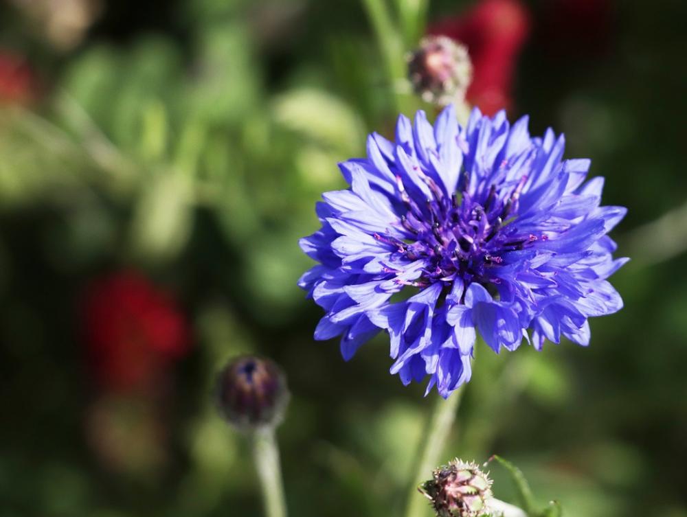 Kronblume Blue Nature Meadow Long Plant Spring Kronblume Blue Nature Meadow Long Plant Spring