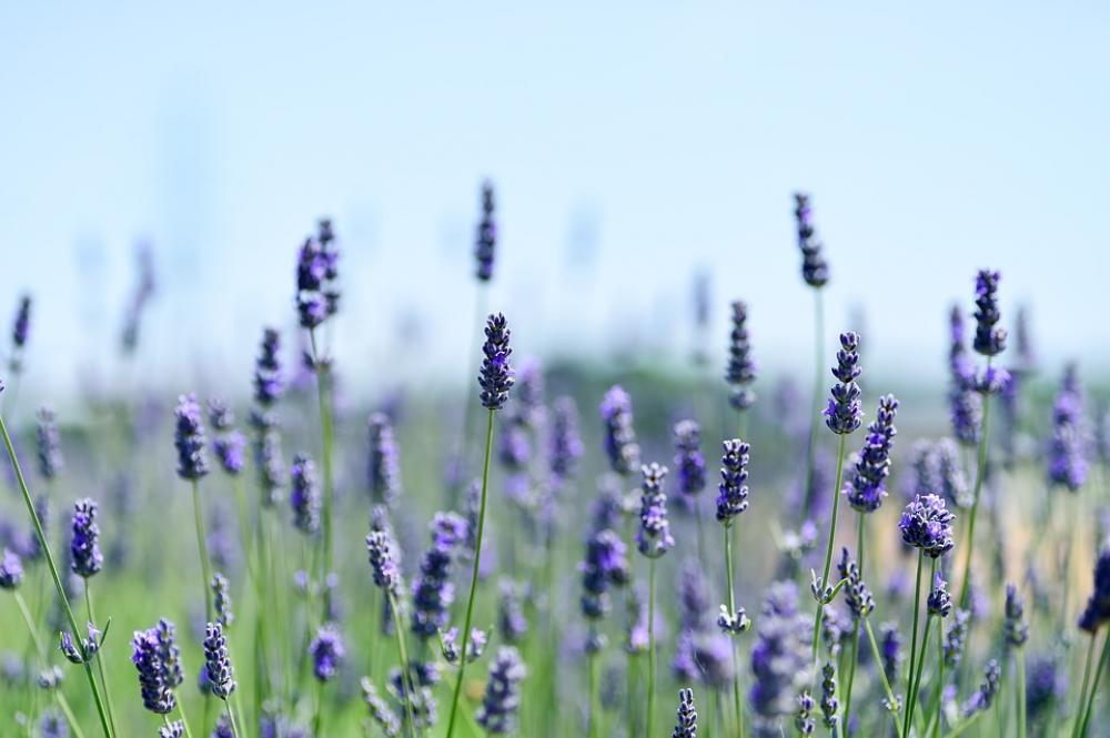 Lavender Field Natural Landscape Flower Garden Lavender Field Natural Landscape Flower Garden