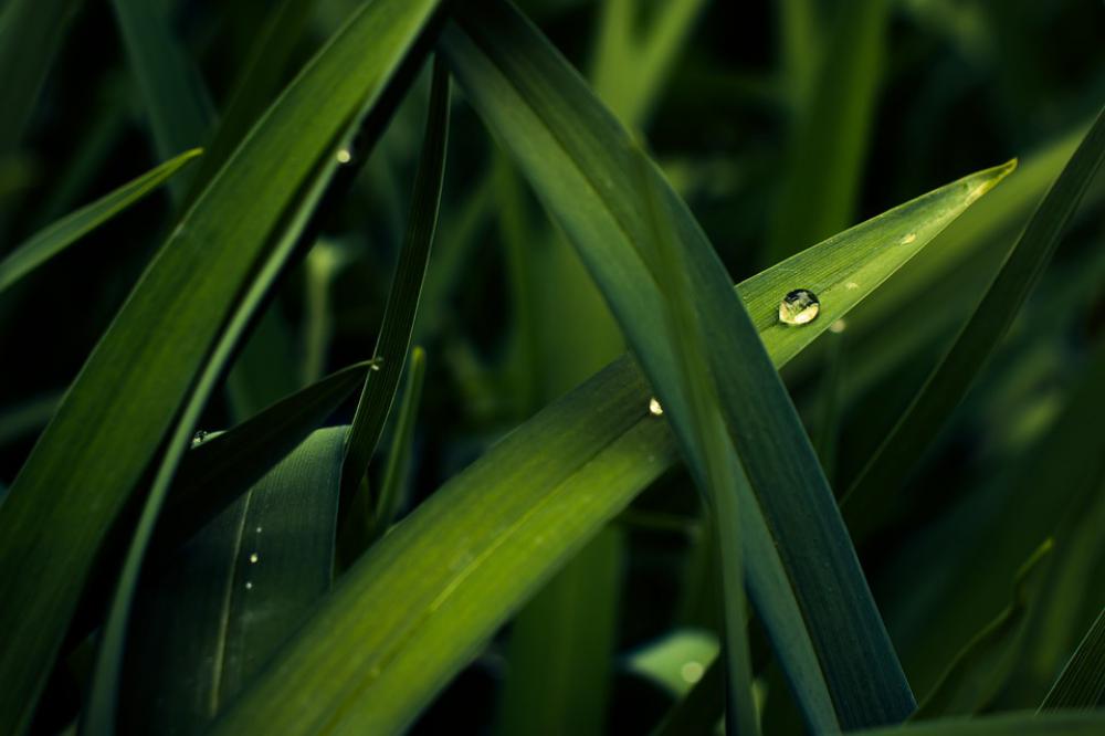 Leaf Dew Trickle Shaggy Herb Green Water Plants Leaf Dew Trickle Shaggy Herb Green Water Plants