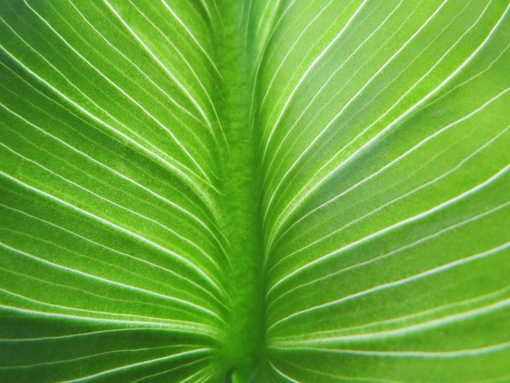 Leaf Calla Green Petiole Plant Macro Nature Leaf Calla Green Petiole Plant Macro Nature