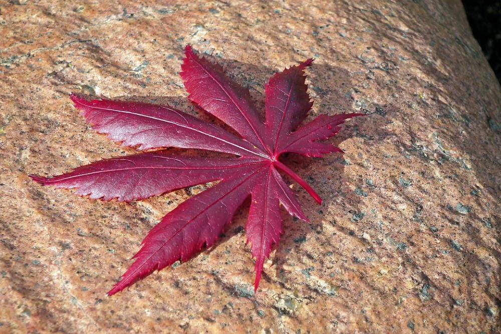 Leaf Japanese Maple Stone Tree Nature Red Garden Leaf Japanese Maple Stone Tree Nature Red Garden