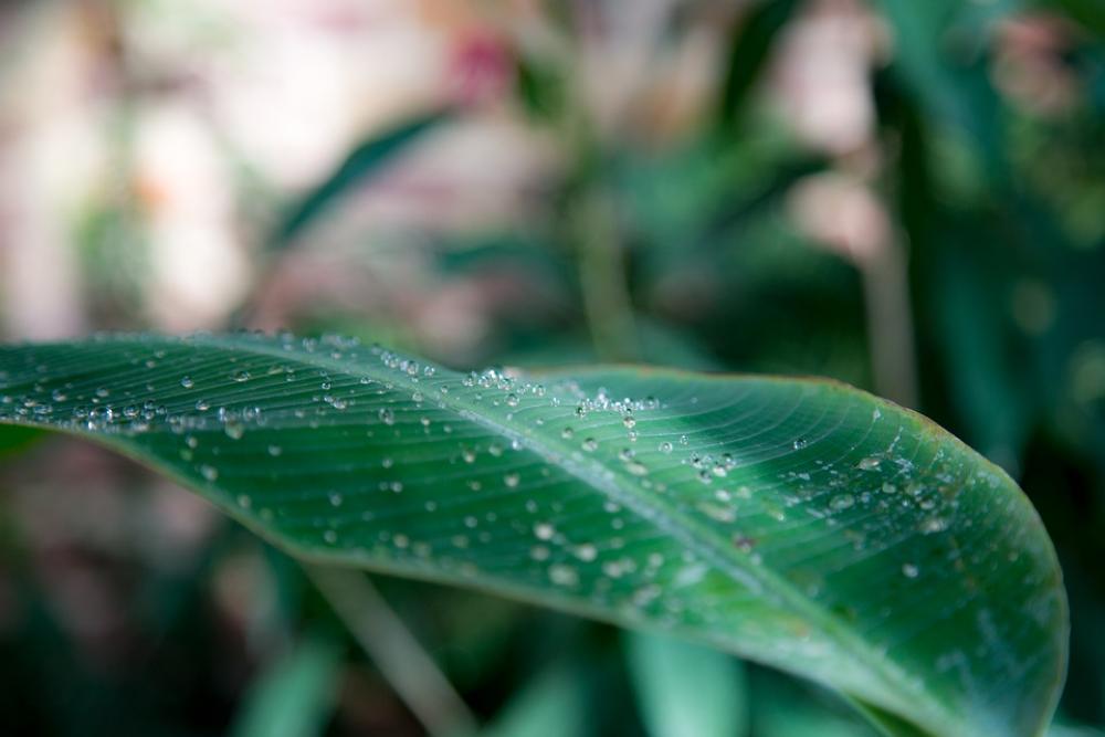 Leaf Water Drip Nature Green Rain Plant Leaf Water Drip Nature Green Rain Plant