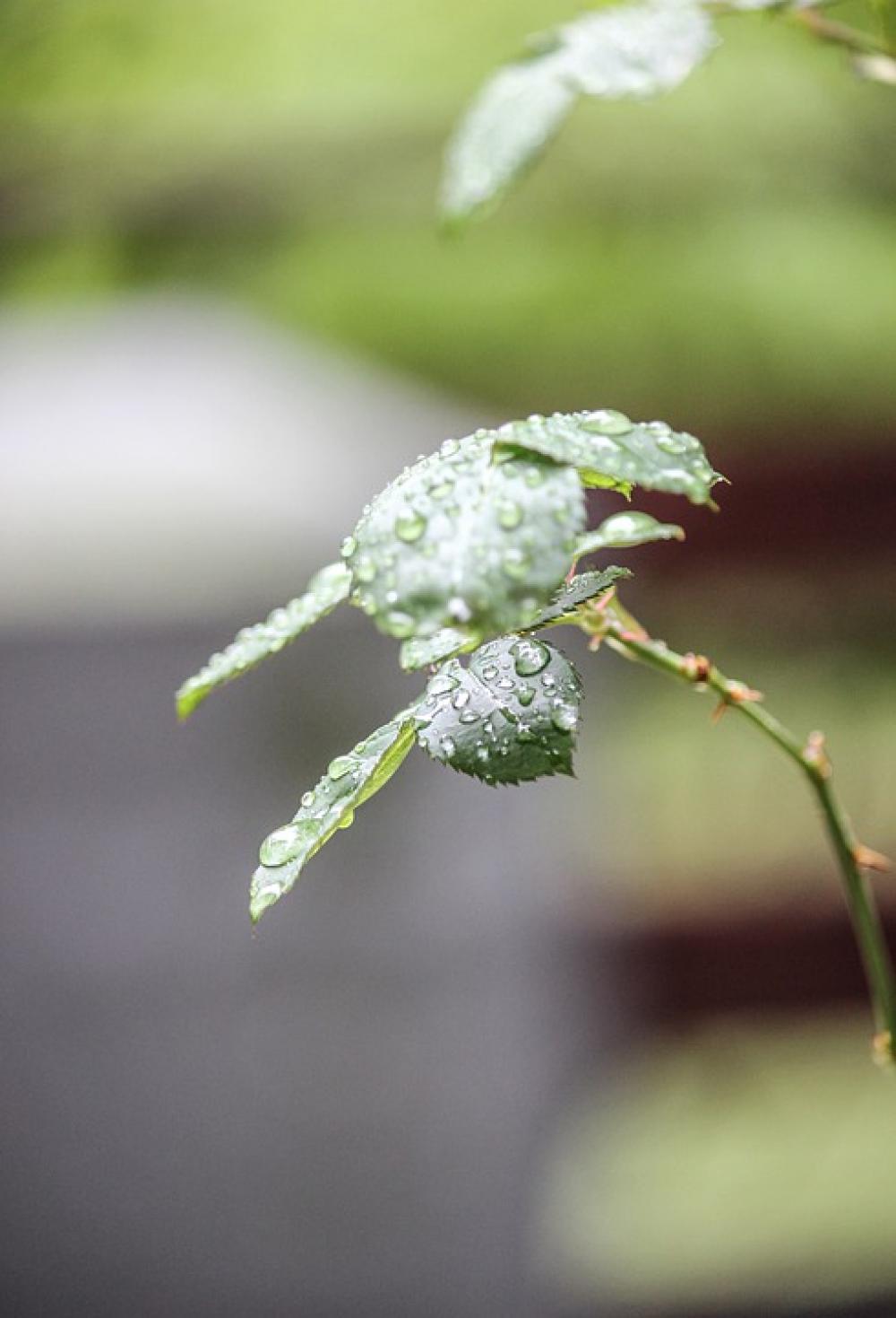 Leaves Wet Droplets Water Leaves Wet Droplets Water
