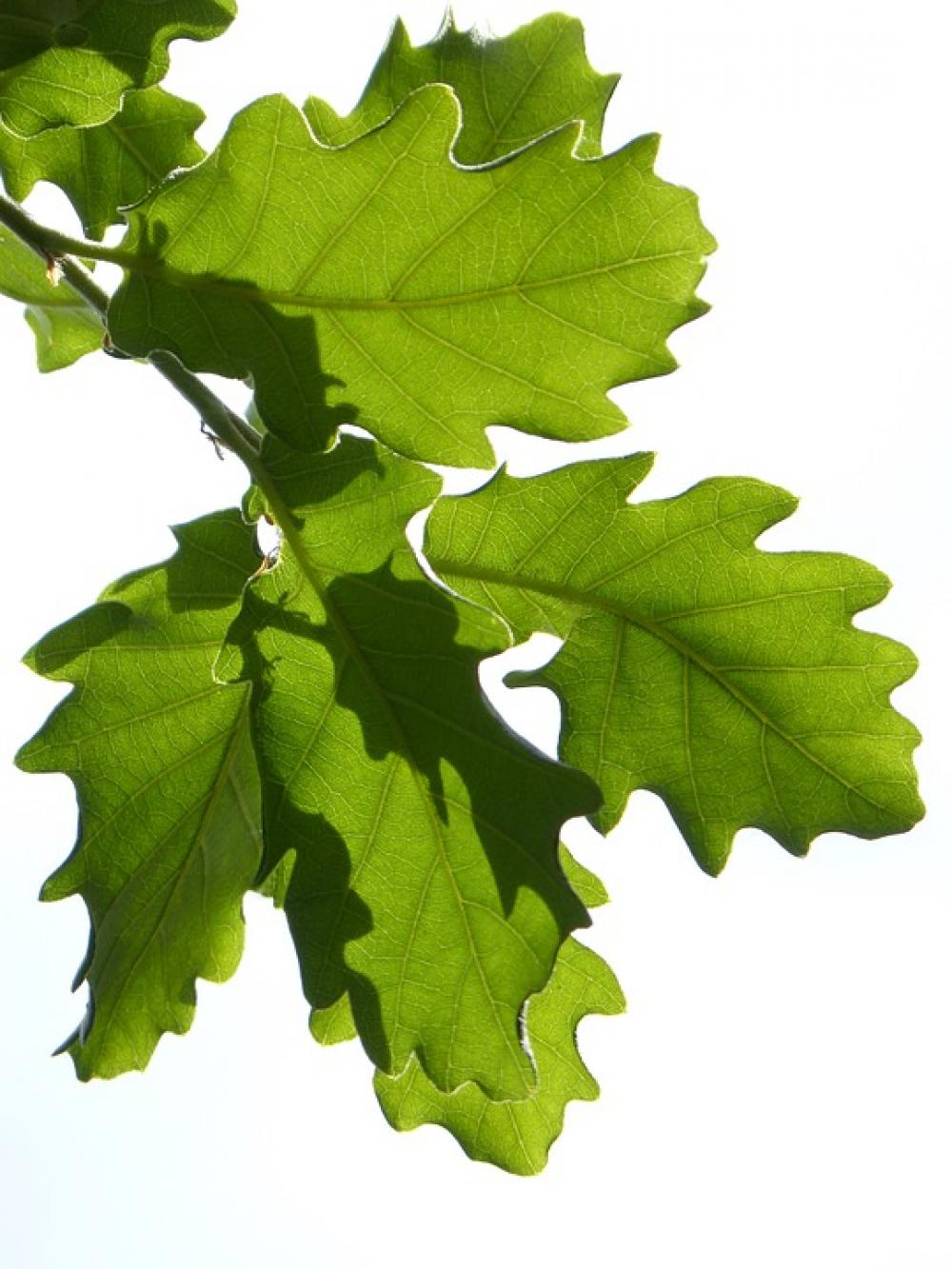 Leaves Oak Translucent White Background Oak Leaf Leaves Oak Translucent White Background Oak Leaf