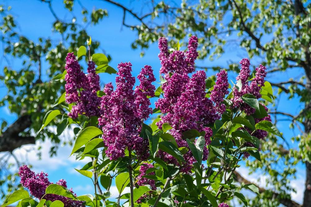 Lilac Garden Shrub Flowers Bloom Grove Lilac Garden Shrub Flowers Bloom Grove