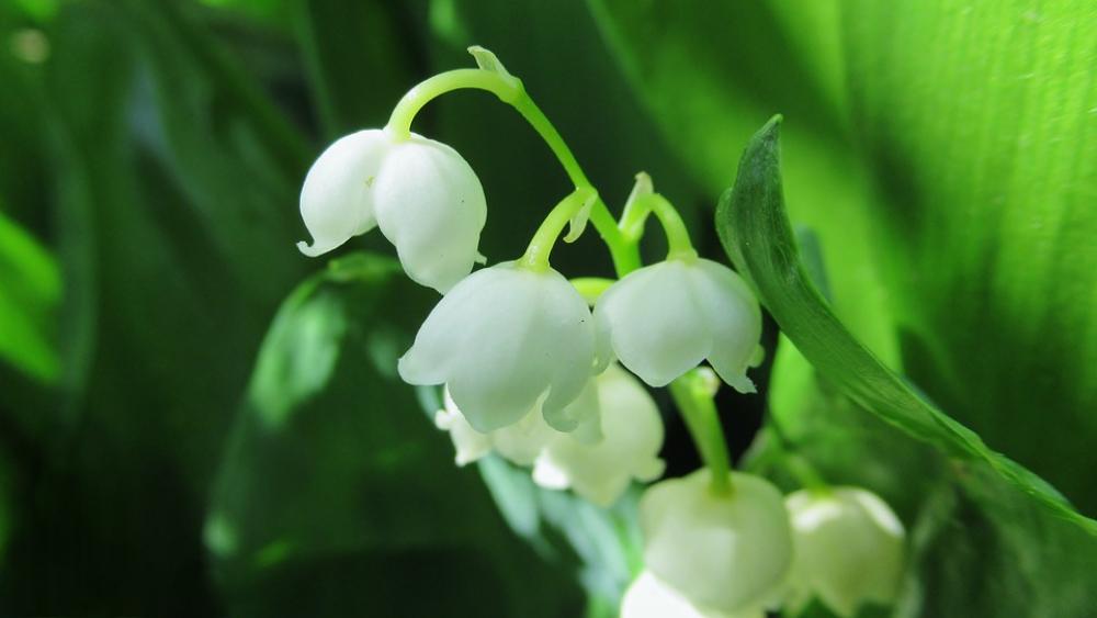 Lily Of The Valley White Flowers Green Leaf Spring Lily Of The Valley White Flowers Green Leaf Spring